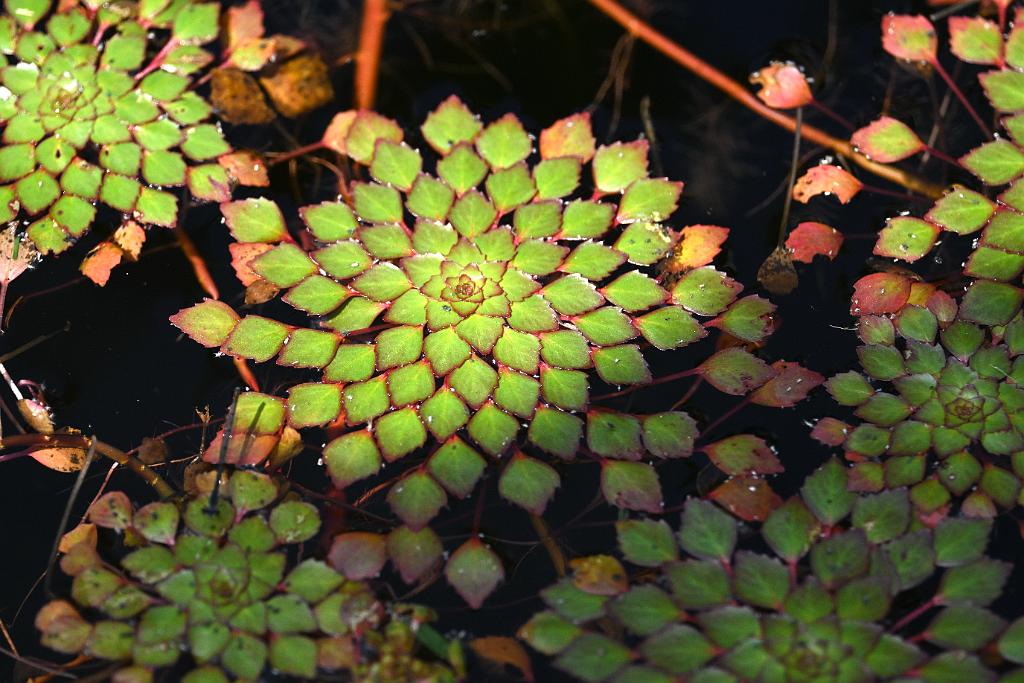 2025-08150110 Tower Hill Botanic Garden, MA.JPG - Mosaic Plant (Ludwigia sediodes). New England Botanic Garden at Tower Hill, MA, 8-15-2025